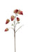 Dry Chinese Lantern Spray - Red/Orange (70cm long)