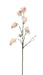 Dry Chinese Lantern Spray - Cream (70cm long)