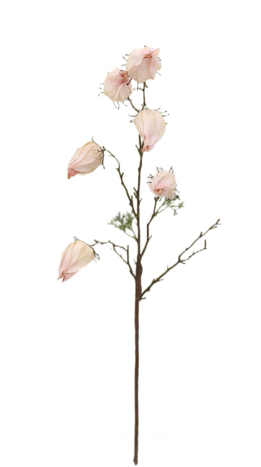 Dry Chinese Lantern Spray - Cream (70cm long)