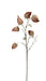 Dry Chinese Lantern Spray - Brown (70cm long)