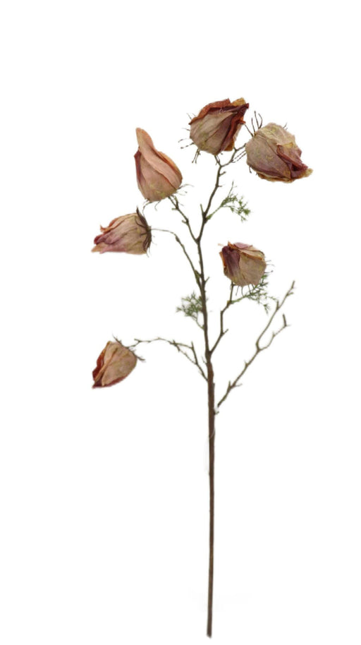 Dry Chinese Lantern Spray - Brown (70cm long)