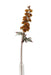 Delphinium Spray - Light Orange (77cm long)