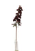 Delphinium Spray - Burgundy (77cm long)