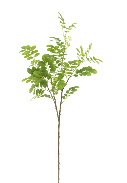 Euonymus Japonicus Stem – Green (102cm long)