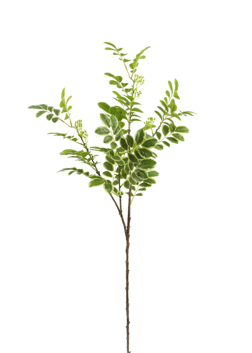 Euonymus Japonicus Stem – Variegated (102cm long)