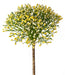 Gypsophila Bush - White/Green (32cm long)