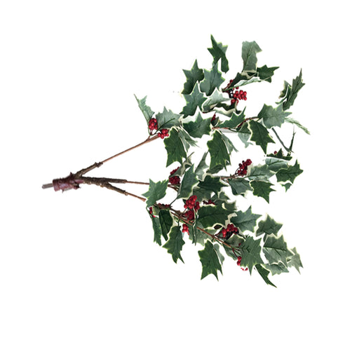 Holly Branch - Variegated