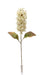 Dry Look Panicled Hydrangea Stem - Ivory (68cm long)