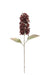 Dry Look Panicled Hydrangea Stem - Burgundy (68cm long)