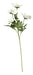 Heleborus Spray - Ivory (5 heads, 49cm long)