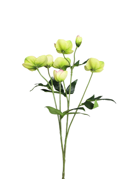 Helleborus Spray - Green (70cm long, 6 heads and 1 bud)