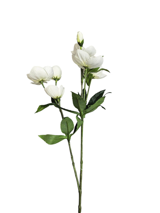 Helleborus Spray - White (70cm long, 6 heads and 1 bud)