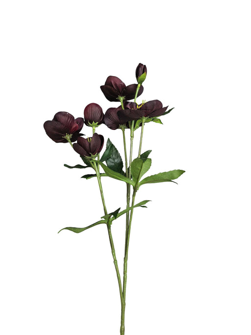 Helleborus Spray - Dark Burgundy(70cm long, 6 heads and 1 bud)