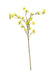 Kangaroo Paw Spray - Yellow (95cm long)
