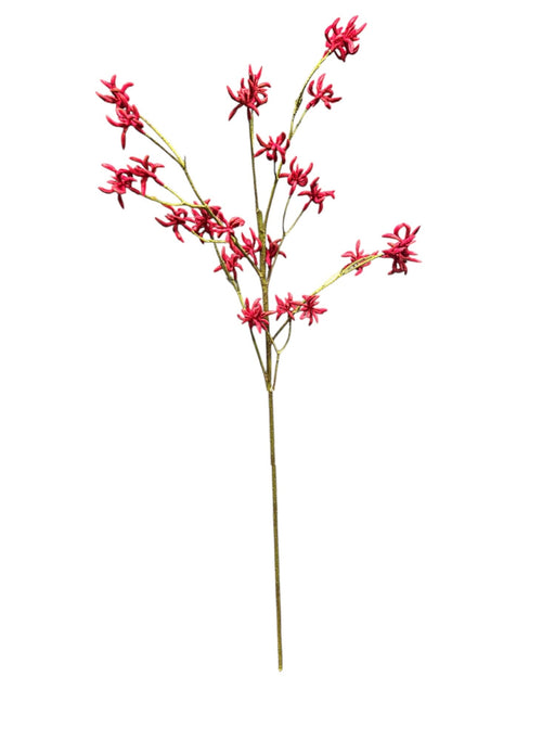 Kangaroo Paw Spray - Red (95cm long)