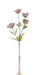 Large Cosmos Spray - Mauve (5 heads, 80cm long)