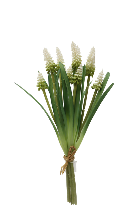 Muscari Bundle – White/Green (10 heads, 30cm long)