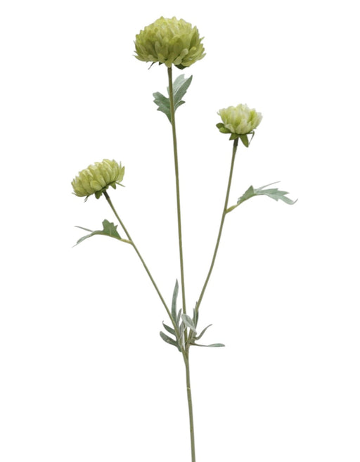 Mini Chrysanthemum Spray - Green (70cm long)