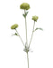 Mini Chrysanthemum Spray - Green (70cm long)