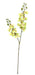 Mini Phalaenopsis Orchid Spray - Green (64cm long)