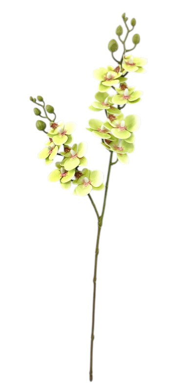 Mini Phalaenopsis Orchid Spray - Green (64cm long)
