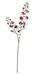Mini Phalaenopsis Orchid Spray - White/Burgundy (64cm long)