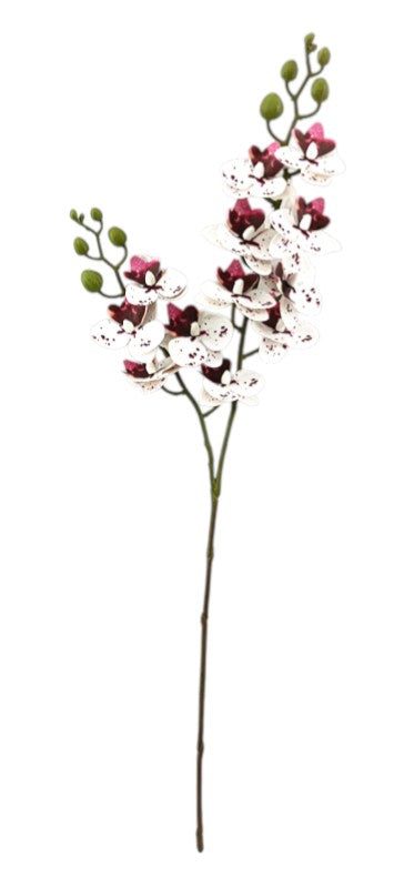 Mini Phalaenopsis Orchid Spray - White/Burgundy (64cm long)