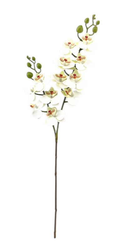 Mini Phalaenopsis Orchid Spray - Ivory (64cm long)