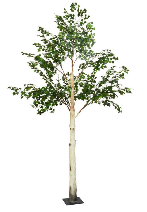 Birch Tree - Natural (3m tall with  branches)
