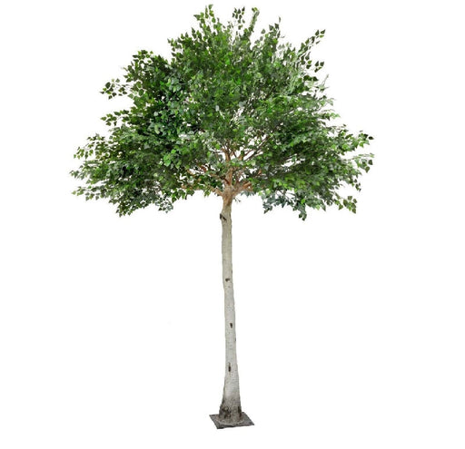 Birch Tree - Natural (3.6m tall, 2.8m trunk with 36 branches)