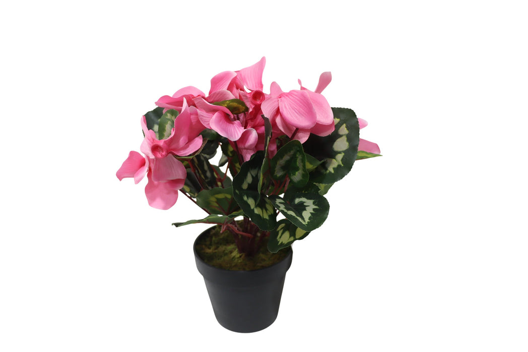 Potted Cyclamen - Pink (35cm long)