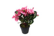 Potted Cyclamen - Pink (35cm long)