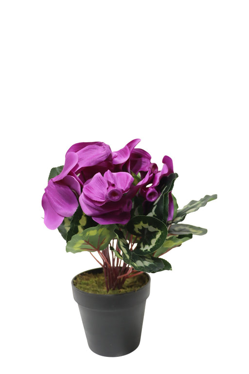 Potted Cyclamen - Purple (35cm long)