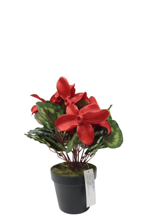 Potted Cyclamen - Red (35cm long)