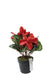 Potted Cyclamen - Red (35cm long)