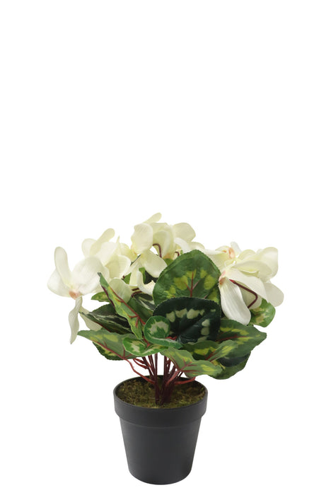 Potted Cyclamen - Ivory (35cm long)