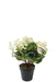 Potted Cyclamen - Ivory (35cm long)