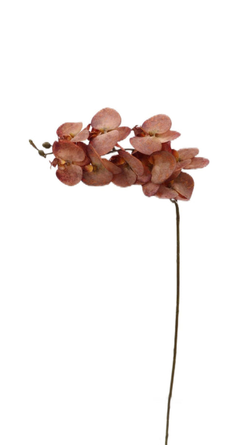 Artificial Phalaenopsis Spray - Brown (102cm long with 9 heads)
