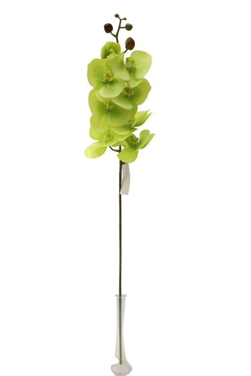 Real Touch Phalaenopsis Orchid - Green (99cm long)