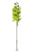 Real Touch Phalaenopsis Orchid - Green (99cm long)