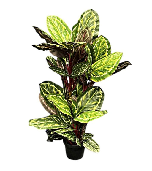 100cm Calatheas Plant with Pot - Green (100cm long)