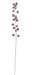 130cm Physalis Spray - Purple (130cm long)