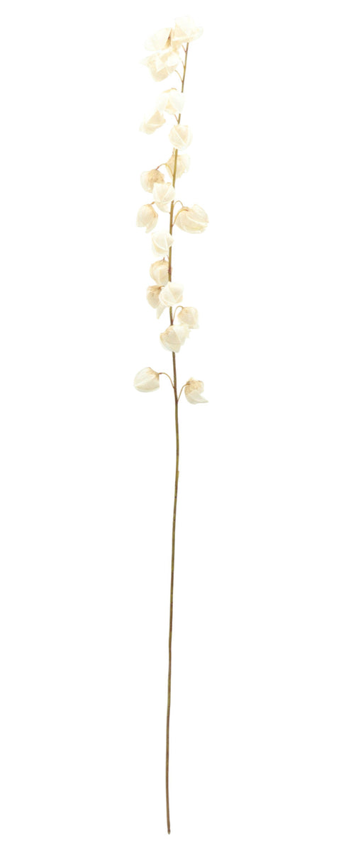 130cm Physalis Spray - Cream (130cm long)