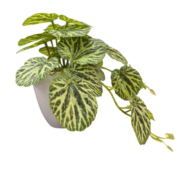Real Touch Peperomia Caperata Plant in White Pot – Green (30cm long)