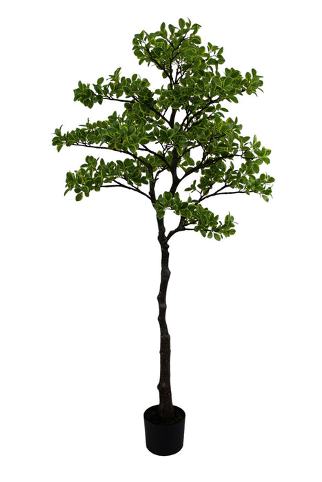 Artificial Real Touch Pittosporum Tree - Green/Yellow (150cm long)