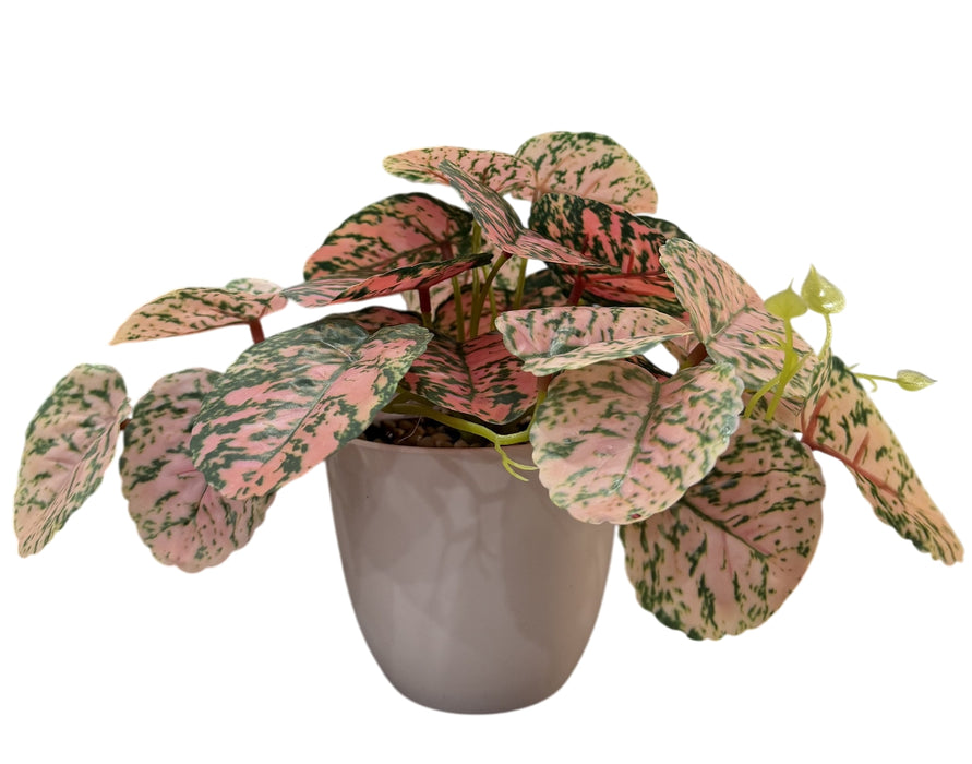 Real Touch Pink Aglaonema Plant in White Pot – Pink/Green (30cm long)