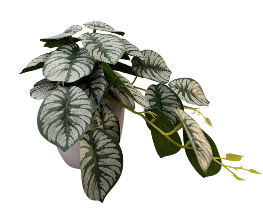 Real Touch Watermelon Peperomia Plant in White Pot – Green (30cm long)
