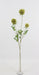 Artificial Scabiosa Stellata Spray - Green (3 heads, 73cm long)