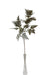 Artificial Senecio Cineraria Stem - Green/Grey (70cm long)