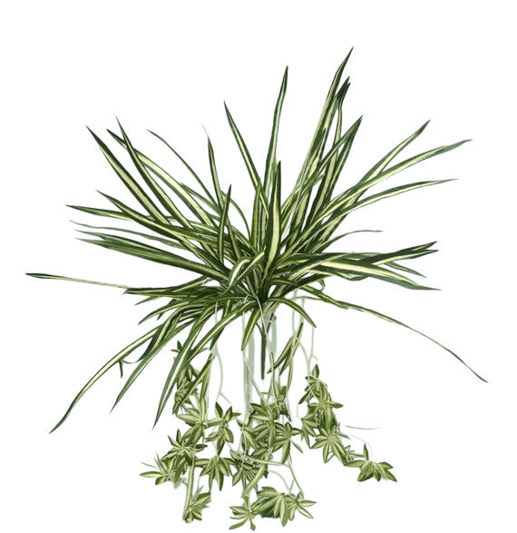 Spider Plant – Green/White (65cm long)